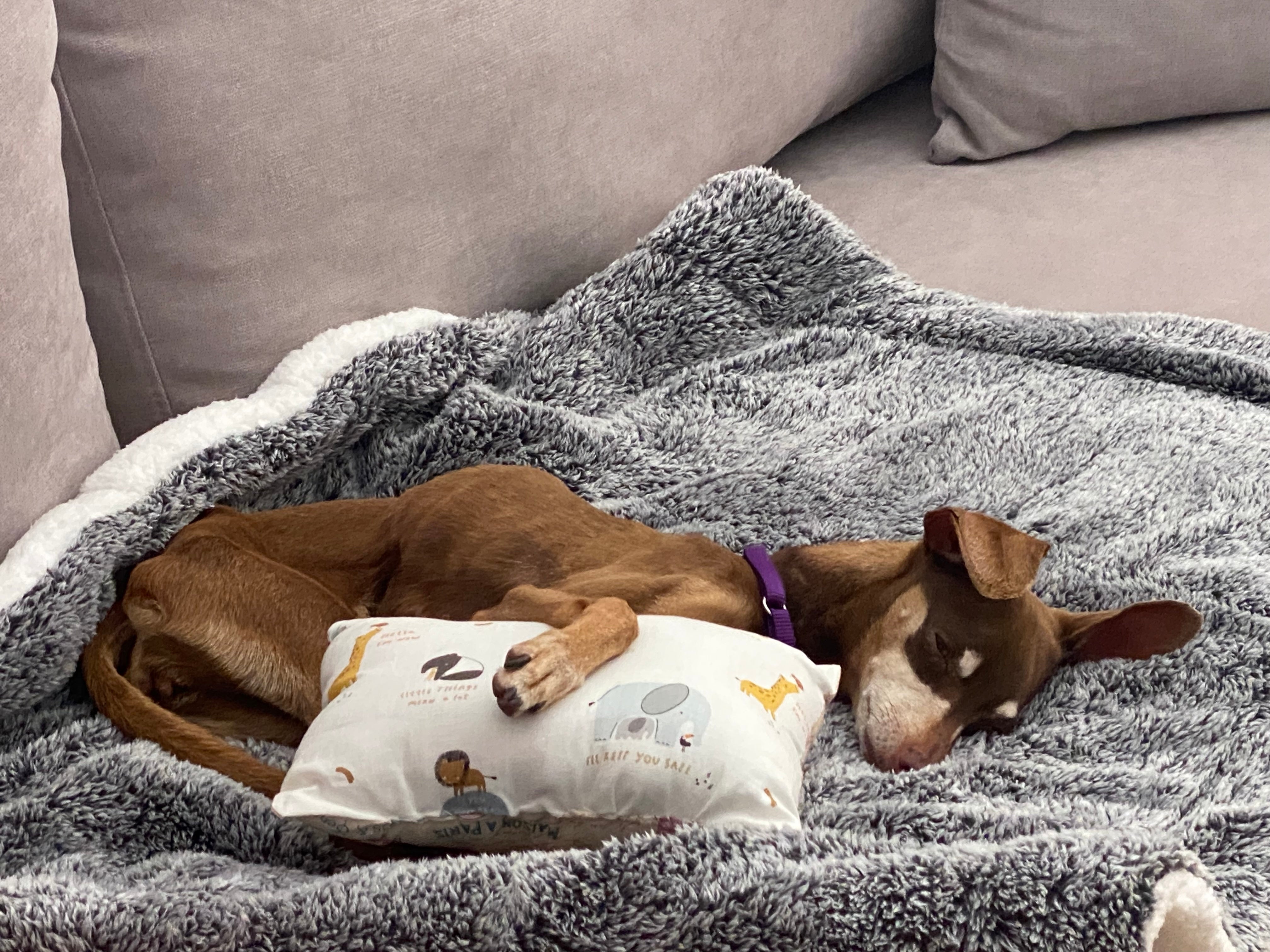 Gray dog blanket 2025