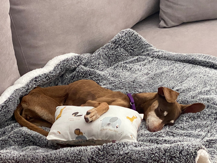 Cozy Companion Dog Blanket